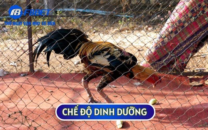 Chế độ dinh dưỡng cũng đóng vai trò quan trọng trong việc ĐÁNH THỨC BẢN NĂNG CHIẾN ĐẤU CỦA GÀ ĐÁ